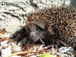 cute wild hedgehog
