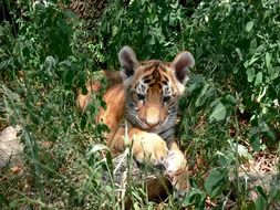 baby tiger plays with its foot
