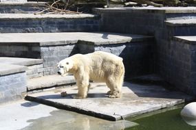 polar bear on a stone floor near the water