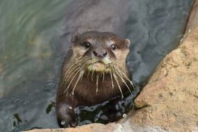 Otter, Animal looking out water