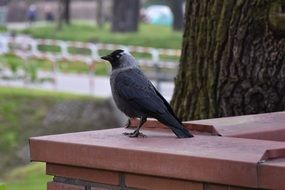 Crow on a brick ledge