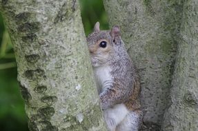 gray squirrel among tree trunks