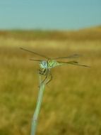 perched green Dragonfly Closeup