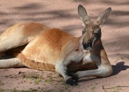 Kangaroo Boss
