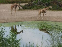 giraffes near the pond, africa, safari