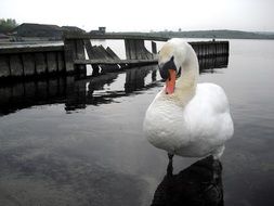 Swan in water