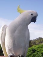white tropical parrot cockatoo