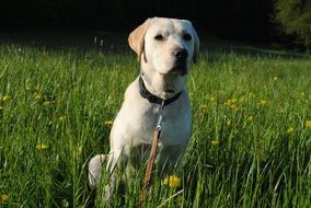 labrador retriever sits in the green grass