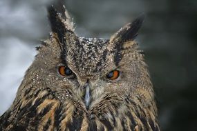 portrait of a formidable owl