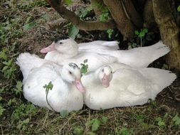 white ducks near a tree