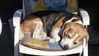 Cute and colorful beagle dog resting on the colorful chair