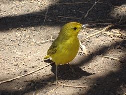 Yellow Bird on ground, Galapagos Sparrow