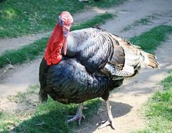 Grey gobbler with red caruncles snood on ground