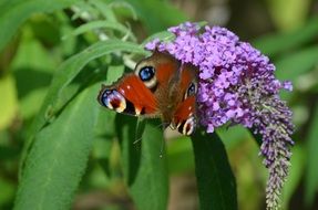 peacock butterfly on the garden flower