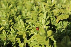 ladybug on the garden bush