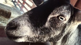 donkey face