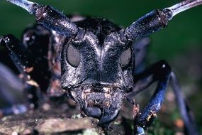 asian beetle closeup