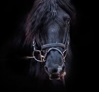 portrait of black stallion with bridle