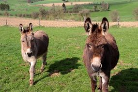 two donkeys on pasture