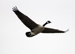Geese Bird in a flight