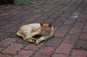 Beautiful ginger and white Cat laying on the pavement