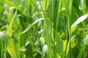 corn field in agriculture