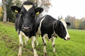 portrait of two grazing farm cows