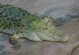 dangerous green crocodile
