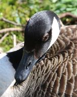 goose on green grass background