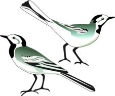 graphic representation of two pied wagtails