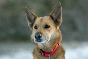 portrait of beautiful and cute Crossbreed Dog