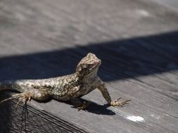 Picture of the Lizard