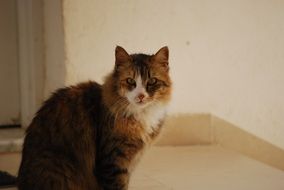 multicolored long-haired cat