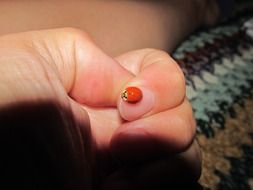 ladybug on the finger-palm