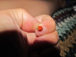 ladybug on the finger-palm