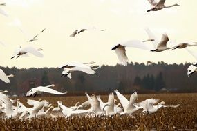 wild swans flying