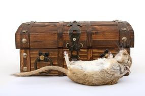 rat near the chest