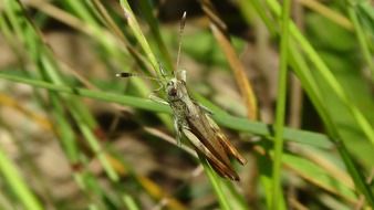 grasshopper on a sharp green leaf