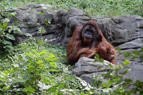 orangutan as a species of monkey