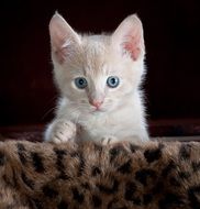 sweet kitten with blue eyes