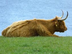 scottish highland cow on pasture