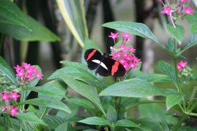 black butterfly is sitting on the flower