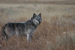 Gray Wolf in the field