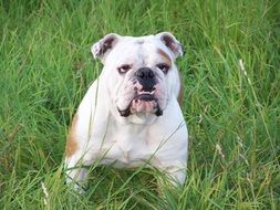 white bulldog on green grass