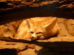desert fox lies in a cave