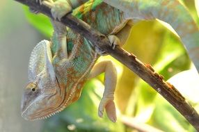 Chameleon on Branch