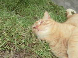 red cat is resting on the lawn