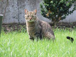 cat among green grass