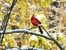 cute lovely Cardinal Bird