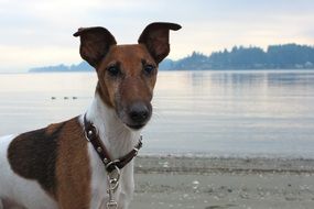 Smooth Fox Terrier dog